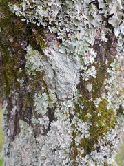 Pertusaria paratuberculifera