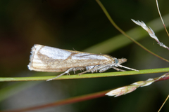Catoptria conchella