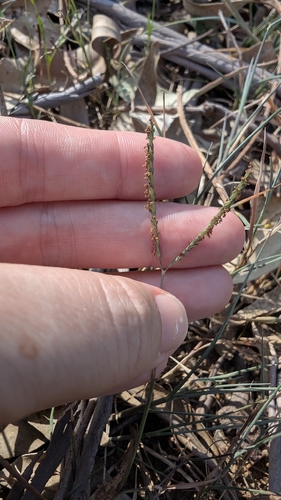 Digitaria didactyla, photograph 5