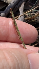 Digitaria didactyla, photograph (c) Alesha Teitzel, some rights reserved (CC BY)