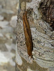 Prophysaon vanattae