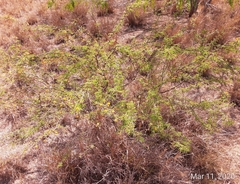 Vachellia schaffneri bravoensis