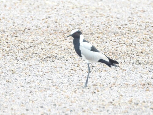 iNaturalist: (c) Pam, some rights reserved (CC BY-NC), uploaded by Pam iNaturalist image