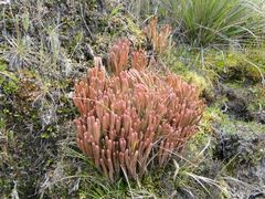 Phlegmariurus crassus