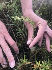 Triglochin concinna concinna