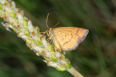 Idaea flaveolaria