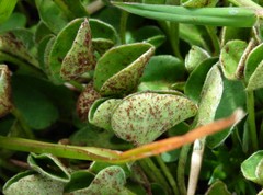 Puccinia dichondrae