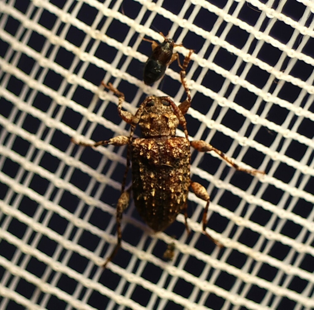 Leptostylus spiculatus