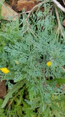 Eschscholzia ramosa
