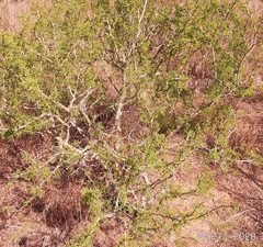Vachellia schaffneri bravoensis