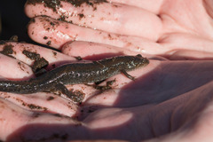 Desmognathus valtos