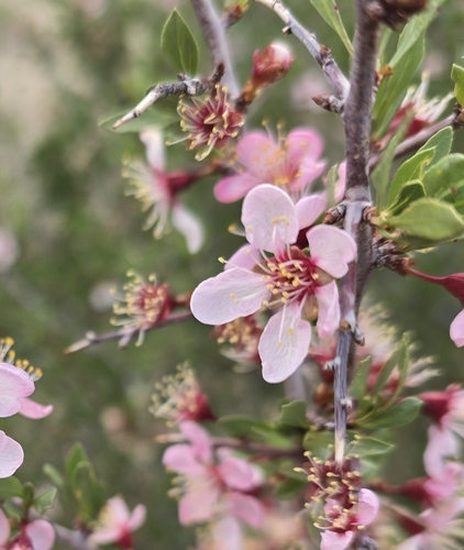 Desert Peach (Prunus andersonii)