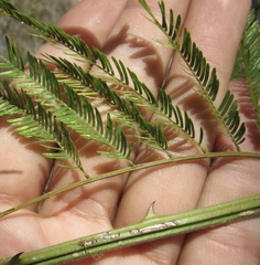 Mimosa malacophylla