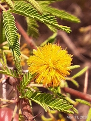 Vachellia schaffneri bravoensis