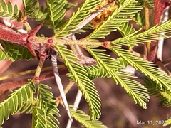 Vachellia schaffneri bravoensis