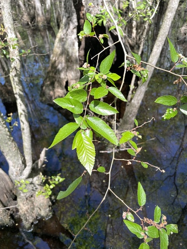 Water Elm (Planera aquatica)