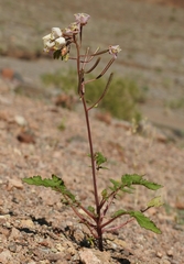 Chylismia claviformis claviformis