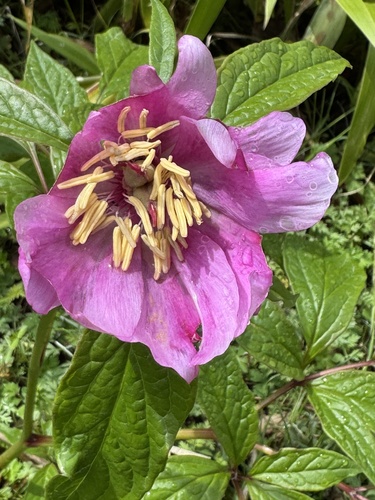 Paeonia mairei