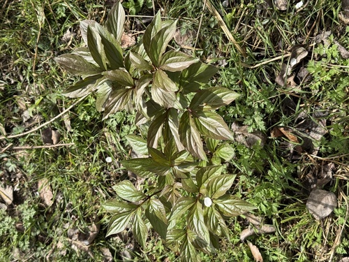 Paeonia mairei, photograph 1