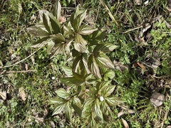 Paeonia mairei, photograph Chris D Thomas, CC BY, iNaturalist via GBIF