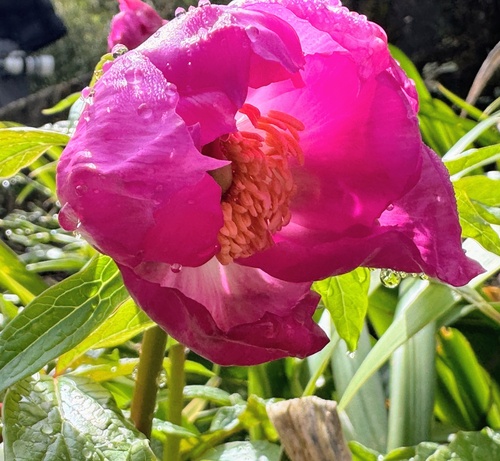 Paeonia mairei, photograph 2