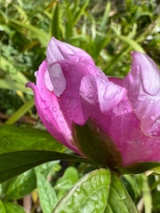 Paeonia mairei, photograph Chris D Thomas, CC BY, iNaturalist via GBIF