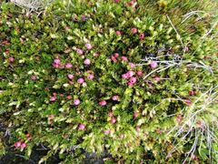 Disterigma empetrifolium