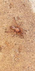 Myrmekiaphila comstocki