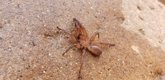 Myrmekiaphila comstocki