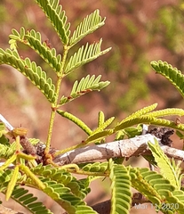 Vachellia schaffneri bravoensis