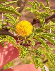 Vachellia schaffneri bravoensis