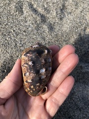 Cypraecassis coarctata