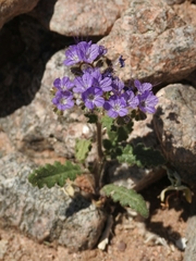 Phacelia crenulata crenulata