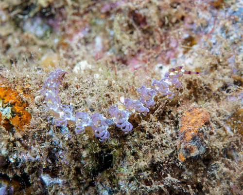 Pteraeolidia semperi