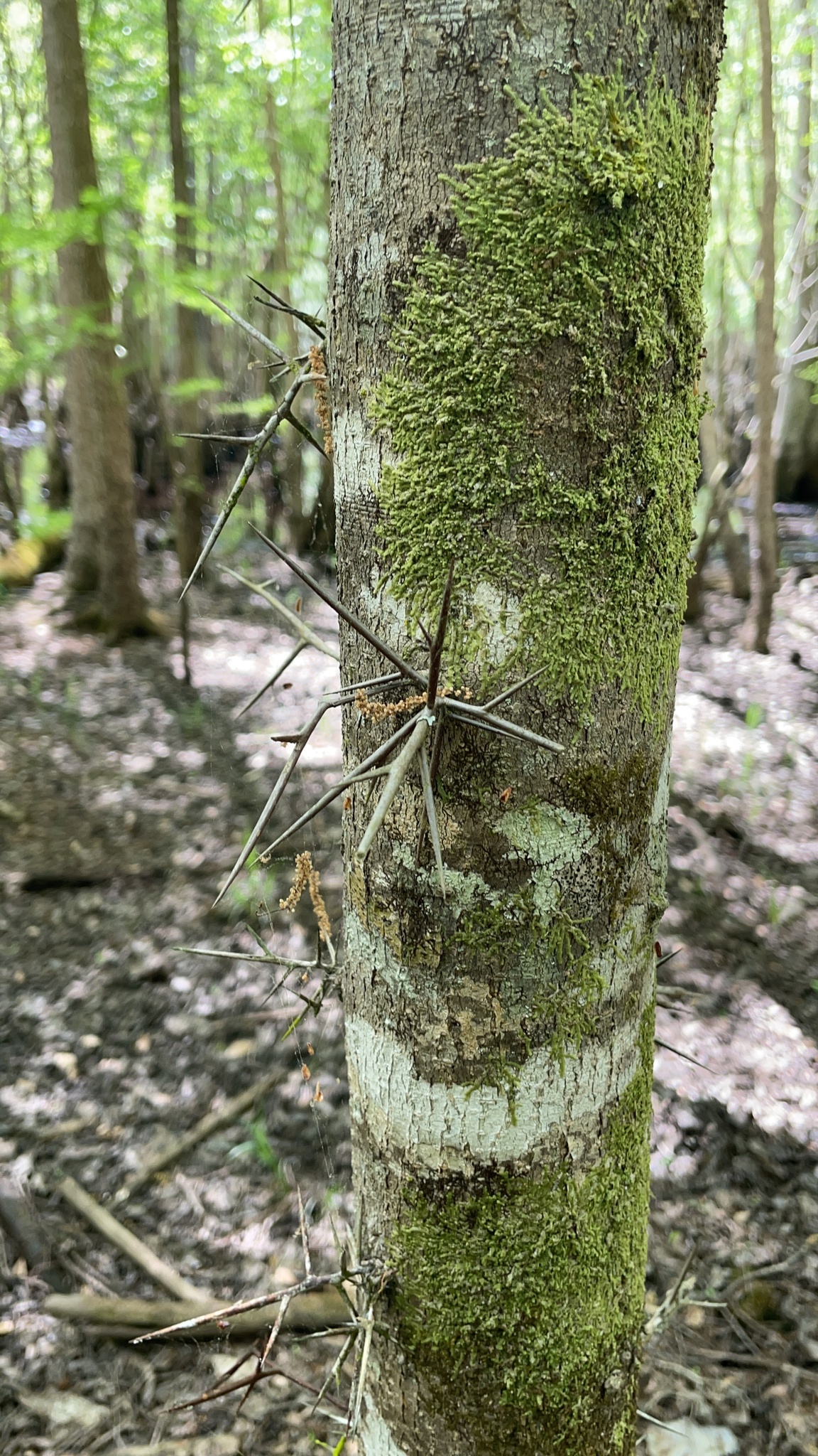 Water Locust (Gleditsia aquatica)