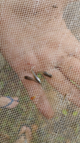 Holland's Toothcarp