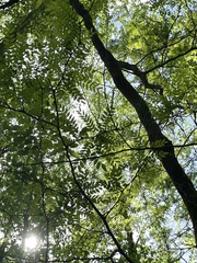 author not stated, no rights reserved Gleditsia aquatica, photograph author not stated, no rights reserved