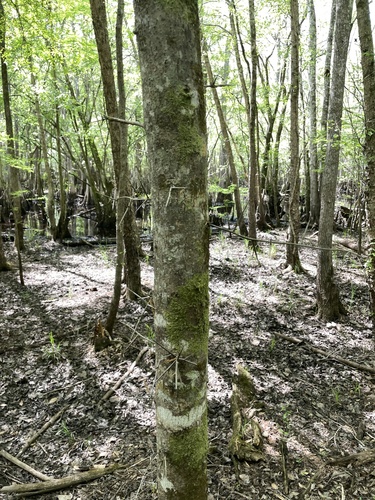 Gleditsia aquatica, photograph 6