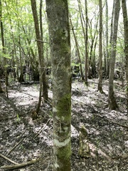 Gleditsia aquatica, photograph author not stated, no rights reserved