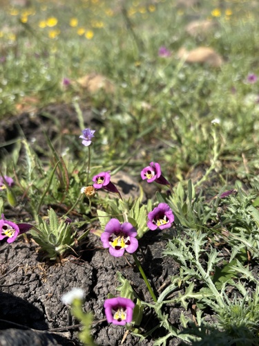 iNaturalist observation photo of tricolor monkeyflower