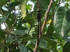 Anax gibbosulus