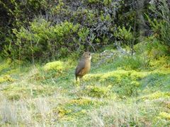 Grallaria quitensis