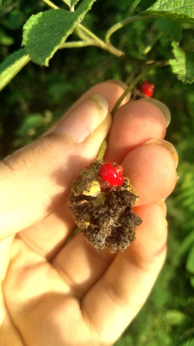 Curacao Bush (Varronia globosa)