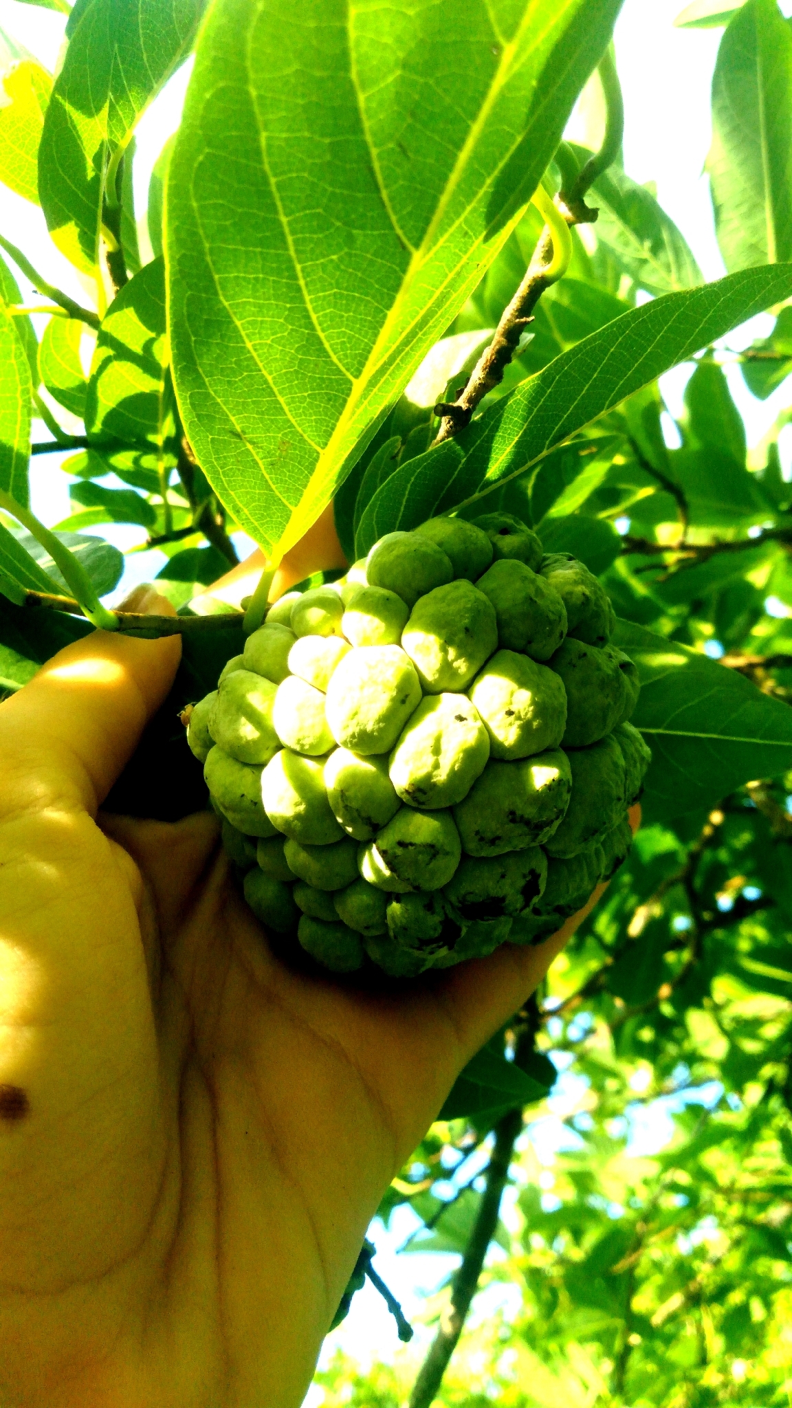 Sweetsop (Annona squamosa)