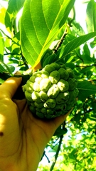 La Pomme Cannelle (Annona squamosa)