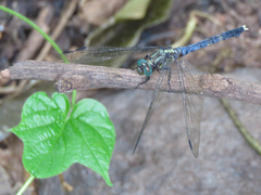 Orthetrum julia