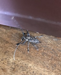 Steirastoma histrionicum