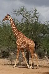 Giraffa camelopardalis reticulata