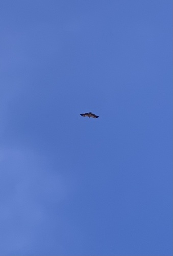 Avistamiento Buitre leonado