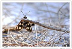 Amata annulata